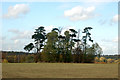 Stand of pines north of the A425 west of Southam