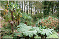 Tree ferns and gunnera in the woodland, Tregenna Estate