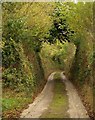 Lane to Teignholt Cross