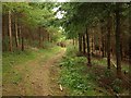 Woodland track near Beacon Hill