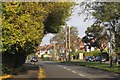 Bus-pruned tree, Cubbington Road, New Cubbington