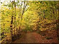 Path in Letah Wood