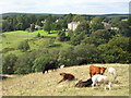 Cows grazing near the Gilsland Spa Hotel