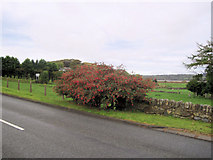 SH6237 : Fuchsia bush on A496 by John Firth