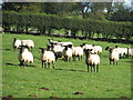 ST5197 : Sheep on Gaer Hill Farm by Roy Parkhouse