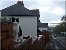 SS6493 : Cwmdonkin Drive with feline resident by Natasha Ceridwen de Chroustchoff