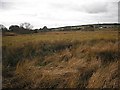 Wet grassland, Craigievern