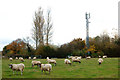 Sheep field and mobile phone mast beside the lane to Lawford