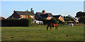 Horses and houses, Bentworth