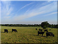 Cattle in pasture, Warfield