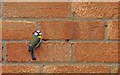 Blue Tit on brick wall - Llantwit Major