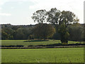 Trees near Nuthall