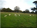 Sheep pasture at Hardwick Farm