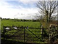 Gallanagh Townland