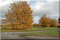 Roadside autumn colours north of Wappenbury