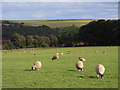 Pasture, Withington