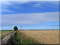 Arable fields, Calmsden