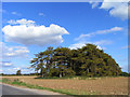 Galley Hill Copse, Rendcomb