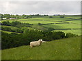 Sheep in field at East Penrest Farm