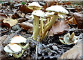 Fungi in Bysing Wood