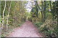 Bridleway heading into Blean Wood