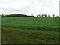 SJ5358 : Field of oilseed rape near Beeston by Eirian Evans