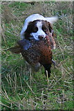 NJ0454 : Springer retrieves a cock pheasant by Des Colhoun