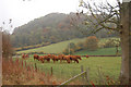 Cattle near Pen y Coed