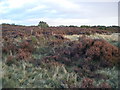 Waldridge Fell