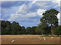 Pasture, Burghfield