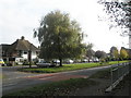 Tree between Ford Road and Nelson Row