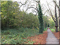 Woodland path on Barnes Common