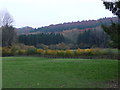 On Wenlock Edge the woods are in colour