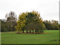 SJ7965 : Autumn comes to Brereton Heath by Jonathan Kington