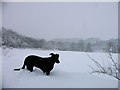 Tillicoultry snow scene