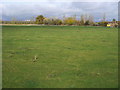 Footpath across the field