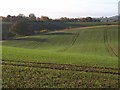 Winter wheat by the Macmillan Way (2)