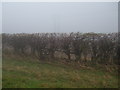 Roadside Hedgerow, Nunburnholme Wold