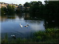 Bird life on a pond in Hampstead