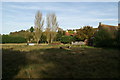 Pigs in clover, East Stour Farm