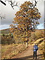 Autumn near Rumbling Bridge