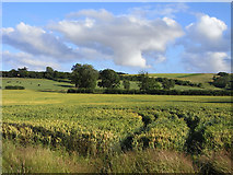 SU0168 : Farmland, Blacklands by Andrew Smith