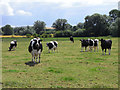 Pasture, Bishops Cannings