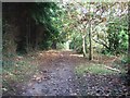 Path through the south of Danes Wood