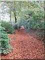 Path through the north of Danes Wood