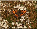 Butterfly, Upton House gardens