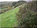 Rough grazing near Milborne Port