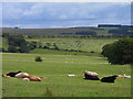 Pastures, Burnswark