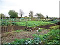 Allotments, Bradford Abbas