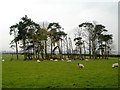 Copse at East Shaws